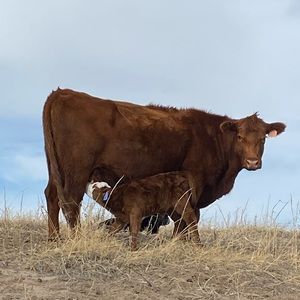 Meet your Posher, Brenna